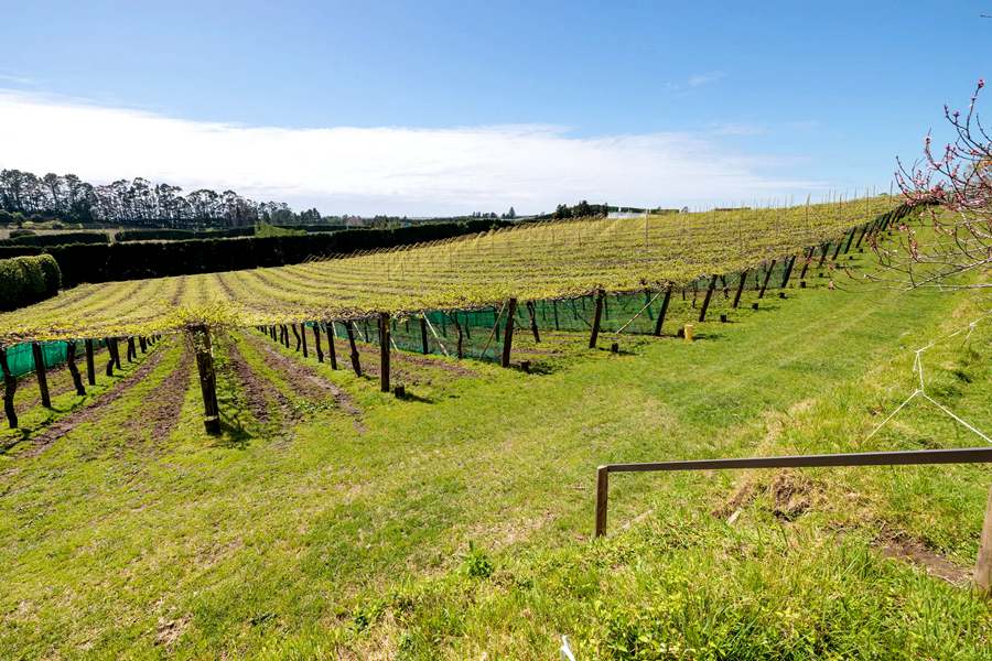 New Zealand's newly built Sunshine Golden Fruit Orchard