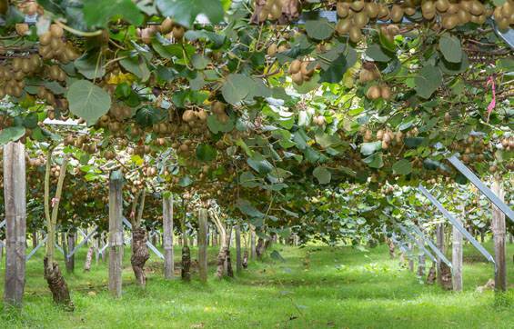 sungold kiwifruit