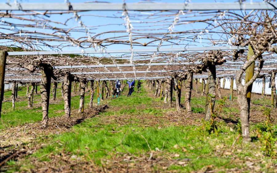 Winter pruning of kiwifruit orchard