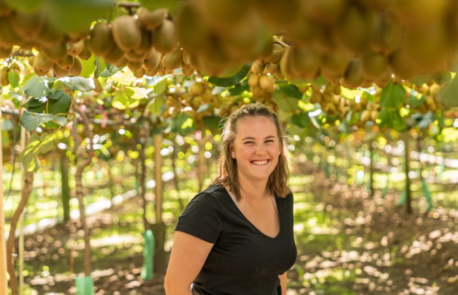 A kiwi orchard with abundant fruits