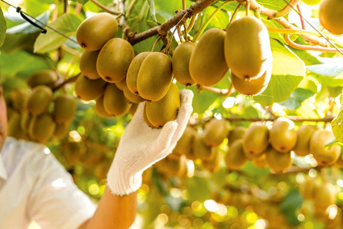 Golden Kiwi Orchard