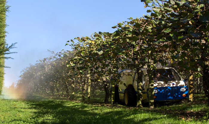 golden kiwifruit vine