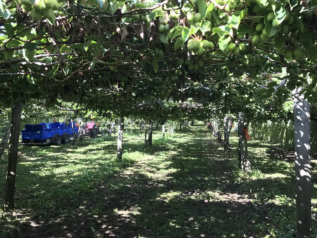 Golden kiwi growing zone