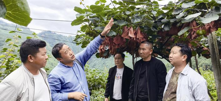 貴州水城獼猴桃專家張榮全