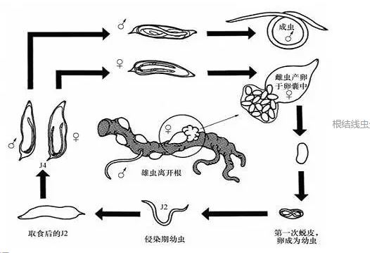 獼猴桃根結(jié)線蟲病