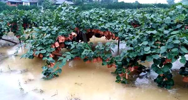 獼猴桃果園下雨