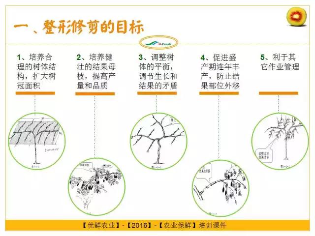 紅心獼猴桃冬季整形修剪