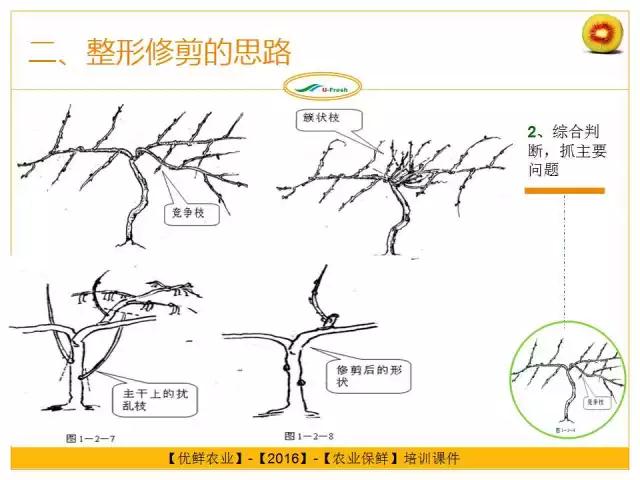 紅心獼猴桃冬季整形修剪